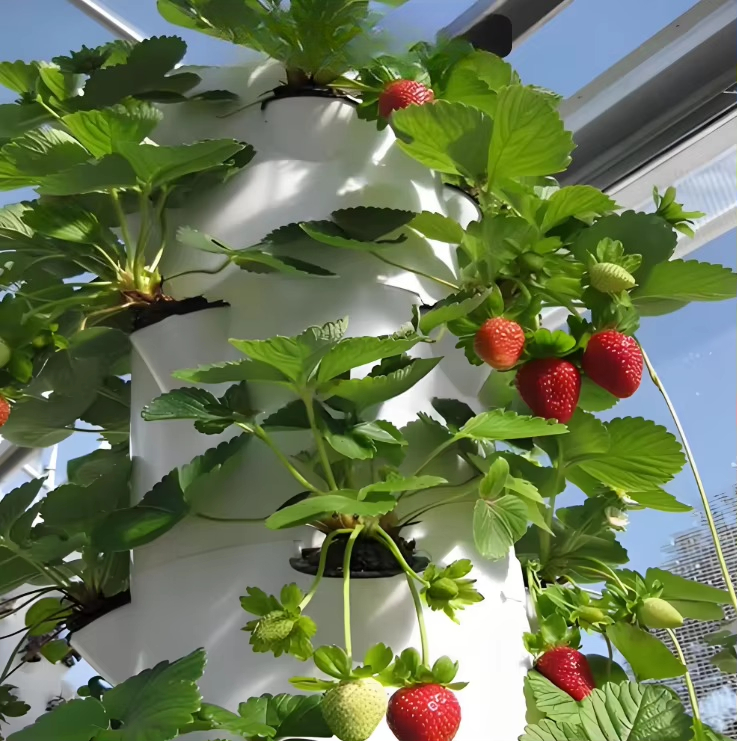 Modular hydroponic growth wall - Urban Farming Gardening ulasan dan harga
